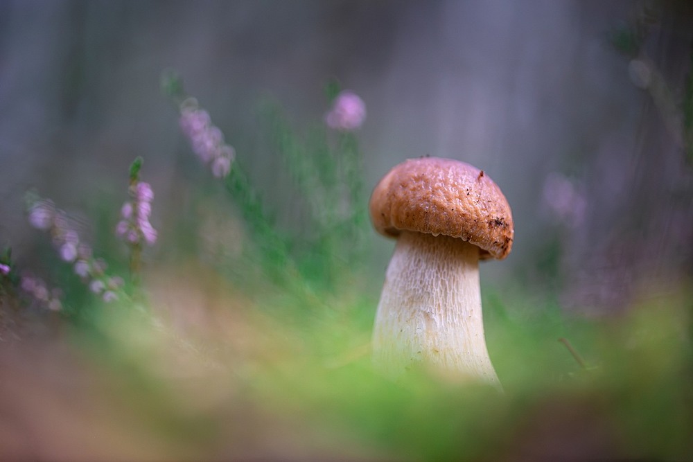 Фотографія Макро / Олександр Ярмошевич / photographers.ua