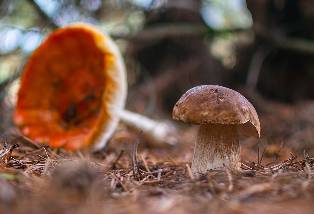 Фотографія Макро / Олександр Ярмошевич / photographers.ua
