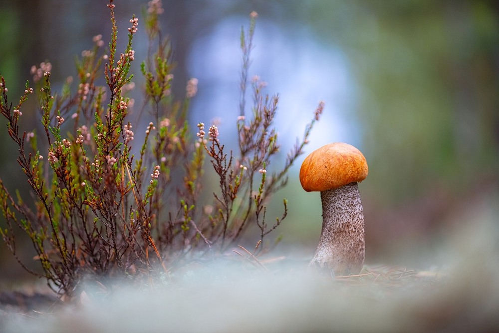 Фотографія Макро / Олександр Ярмошевич / photographers.ua