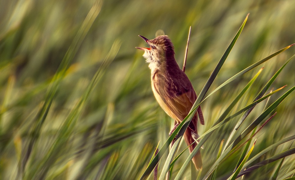 Фотографія Животные / Олександр Ярмошевич / photographers.ua