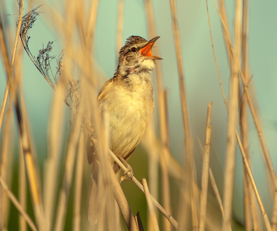 Фотографія Спів очеретянки ... / Олександр Ярмошевич / photographers.ua