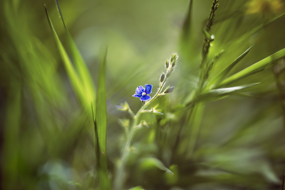Фотографія Макро / Олександр Ярмошевич / photographers.ua