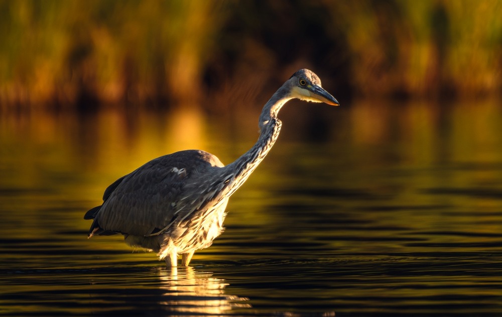 Фотографія ***** / Олександр Ярмошевич / photographers.ua