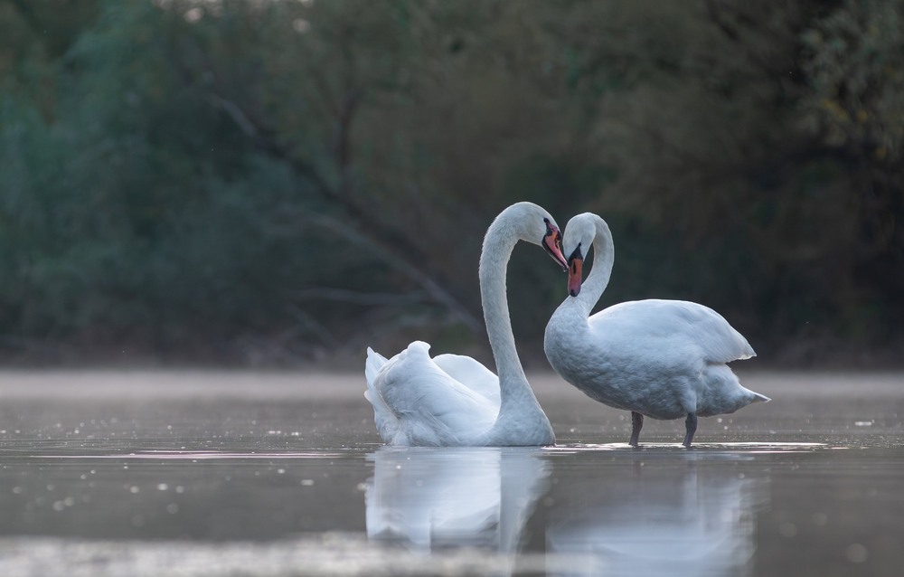 Фотографія Животные / Олександр Ярмошевич / photographers.ua
