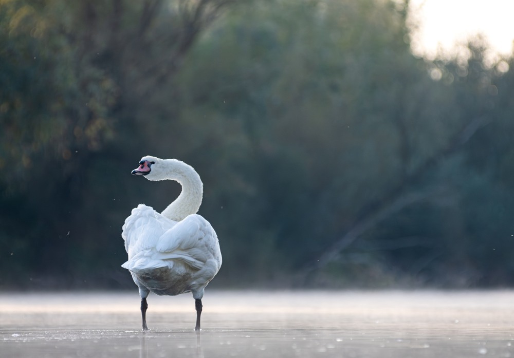 Фотографія Животные / Олександр Ярмошевич / photographers.ua