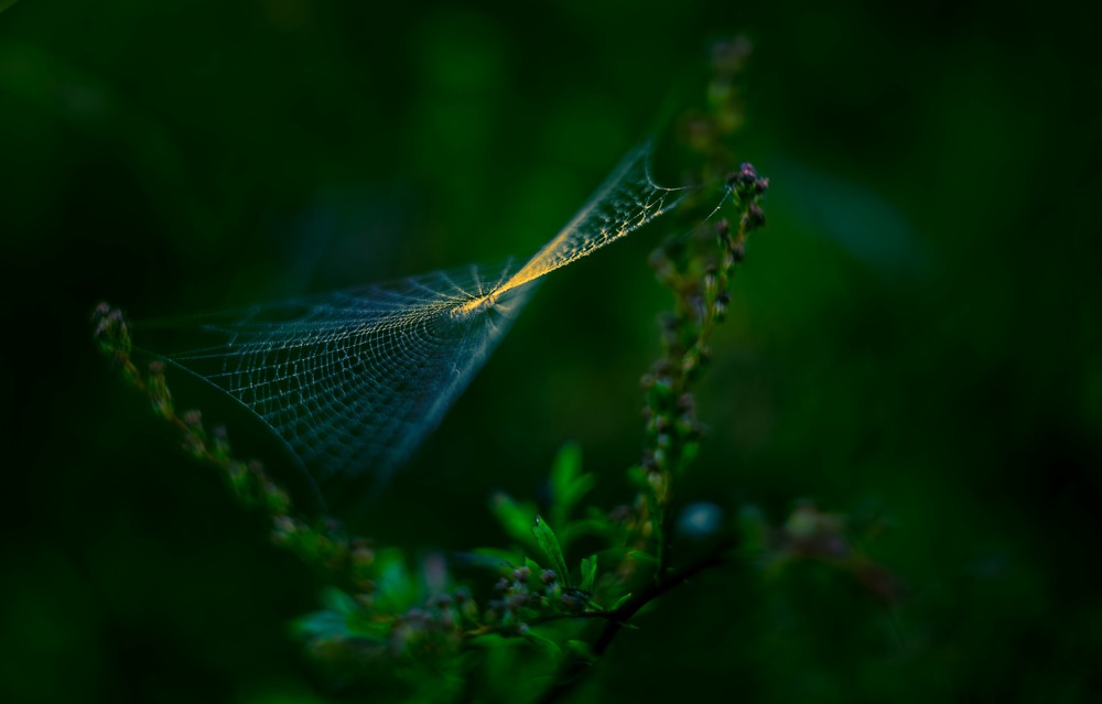 Фотографія Макро / Олександр Ярмошевич / photographers.ua