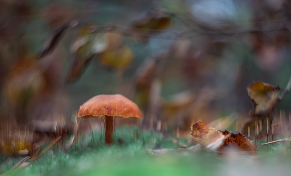 Фотографія Макро / Олександр Ярмошевич / photographers.ua