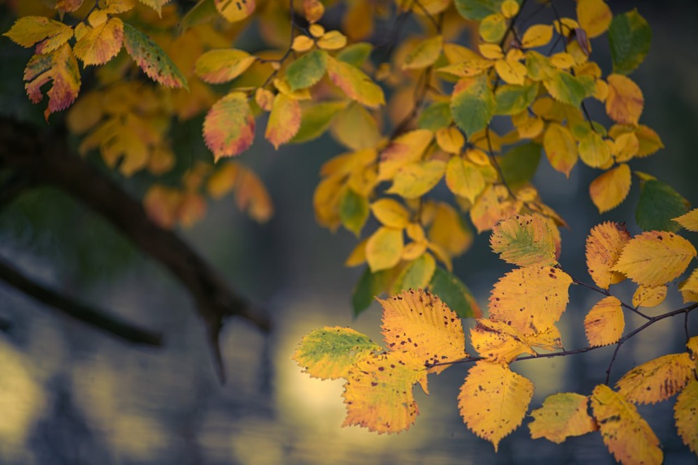 Фотографія Макро / Олександр Ярмошевич / photographers.ua