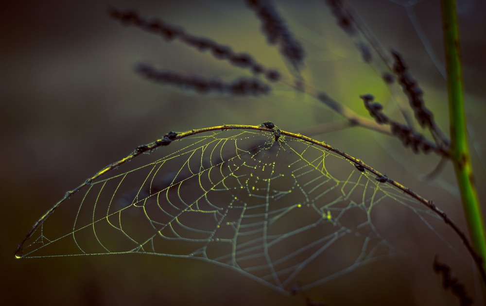 Фотографія Вартовий павутини … / Олександр Ярмошевич / photographers.ua