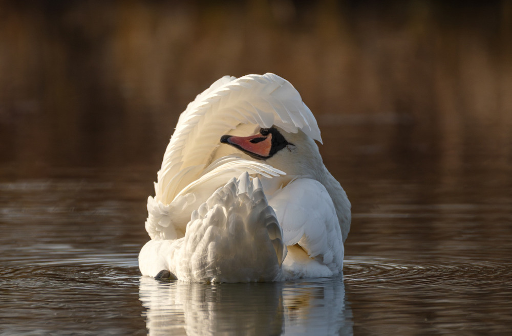 Фотографія Спокій … / Олександр Ярмошевич / photographers.ua