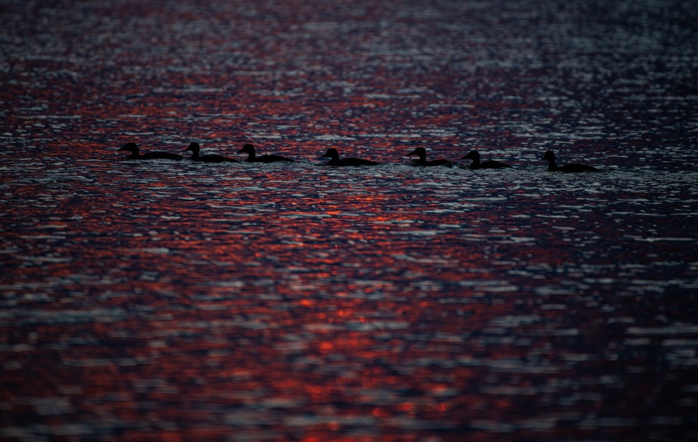 Фотографія Шепіт хвиль … / Олександр Ярмошевич / photographers.ua