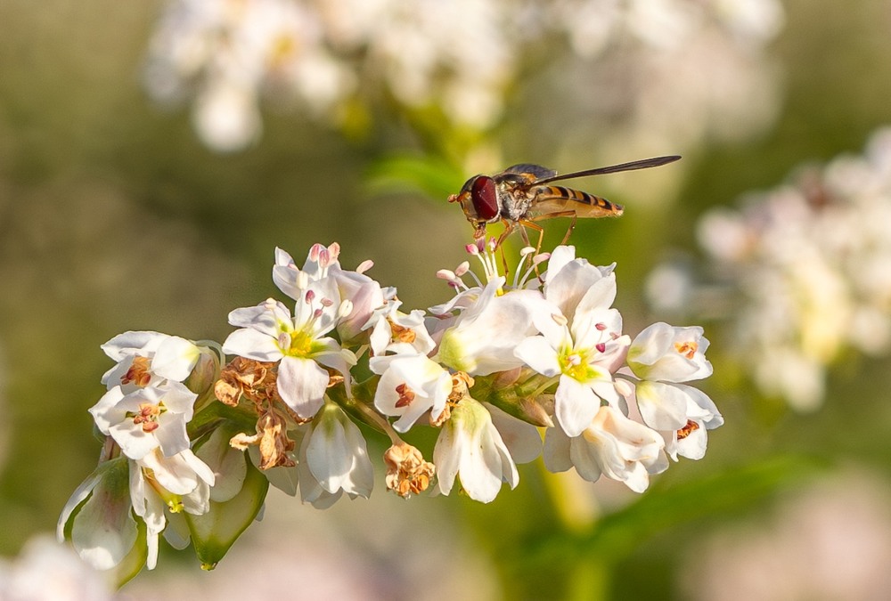 Фотографія Легкий дотик літа … / Олександр Ярмошевич / photographers.ua