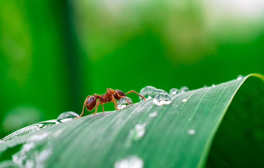 Фотографія На краплинному мосту ... / Олександр Ярмошевич / photographers.ua