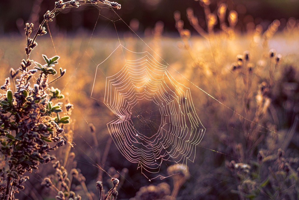 Фотографія ***** / Олександр Ярмошевич / photographers.ua