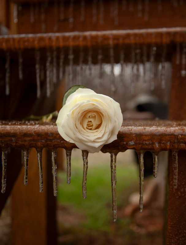 Фотографія Winter Fragility / Anna Mykhailova / photographers.ua