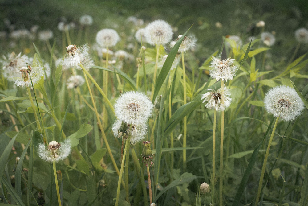 Фотографія Разное / Наталя Сиротюк / photographers.ua