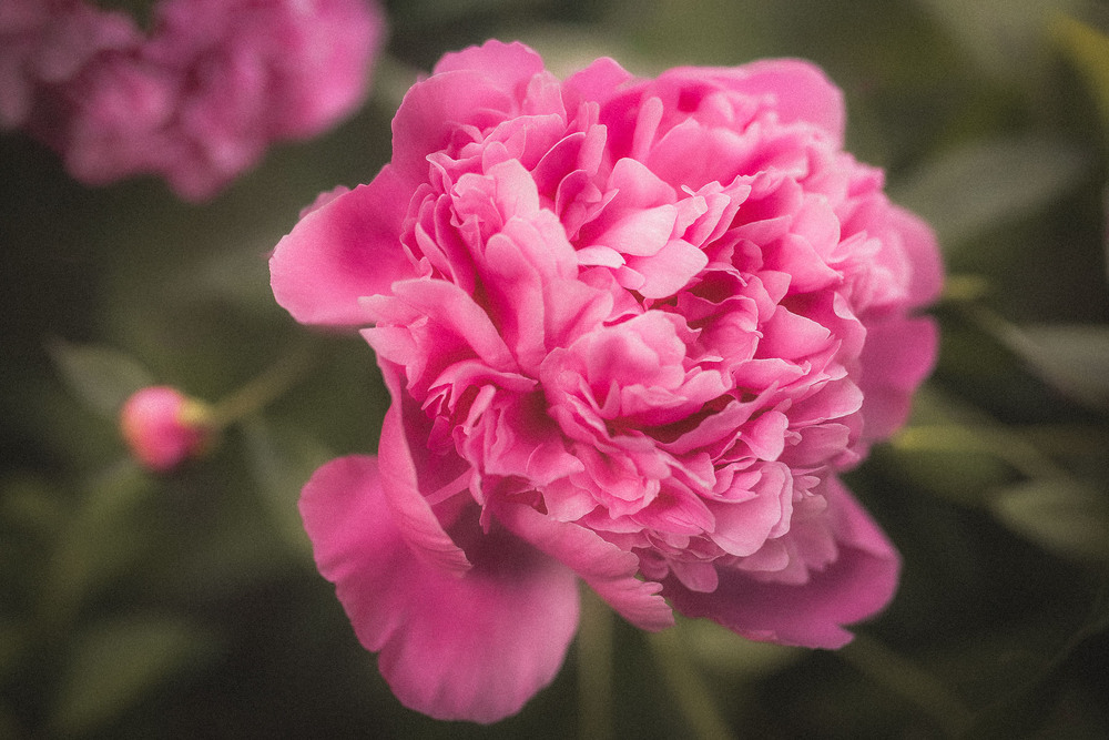 Фотографія Разное / Наталя Сиротюк / photographers.ua