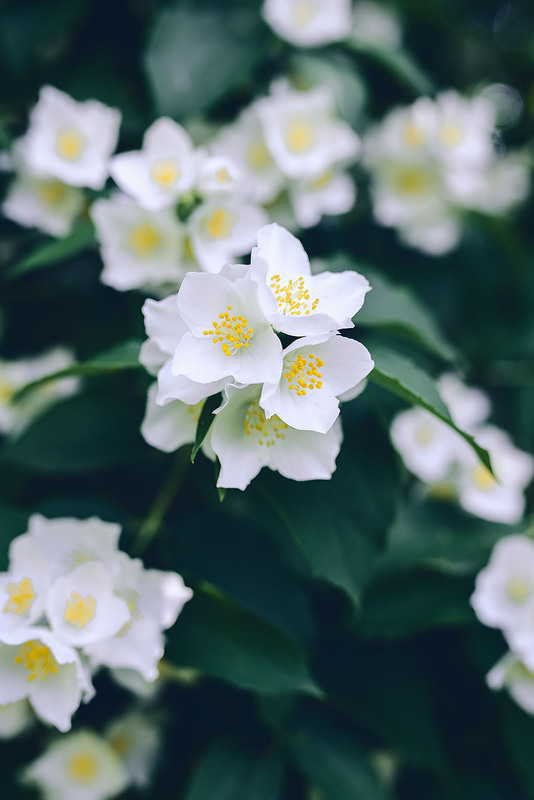 Фотографія Жасмін / Наталя Сиротюк / photographers.ua