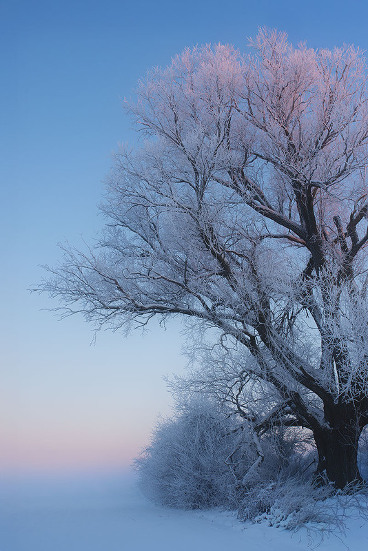 Фотографія Верба 1958р / Наталя Сиротюк / photographers.ua