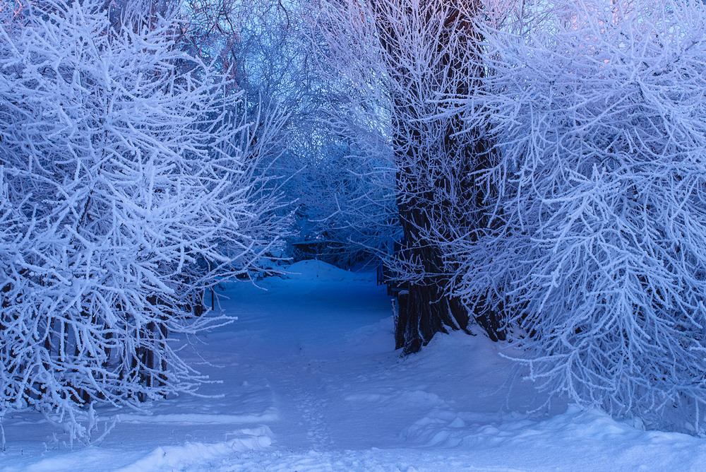 Фотографія Зимовий лабіринт у дворі / Наталя Сиротюк / photographers.ua