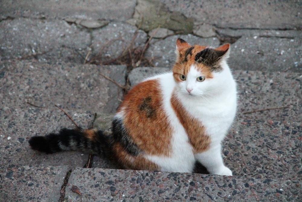 Фотографія Животные / Ruslana Tarasova / photographers.ua