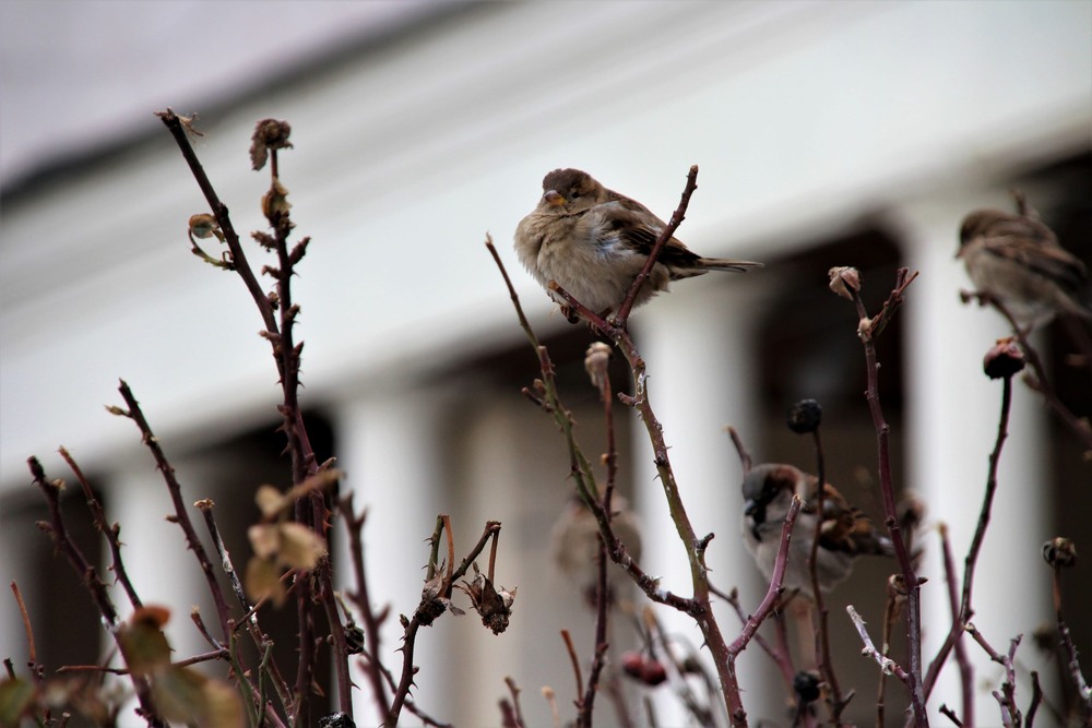 Фотографія Птахи / Ruslana / photographers.ua