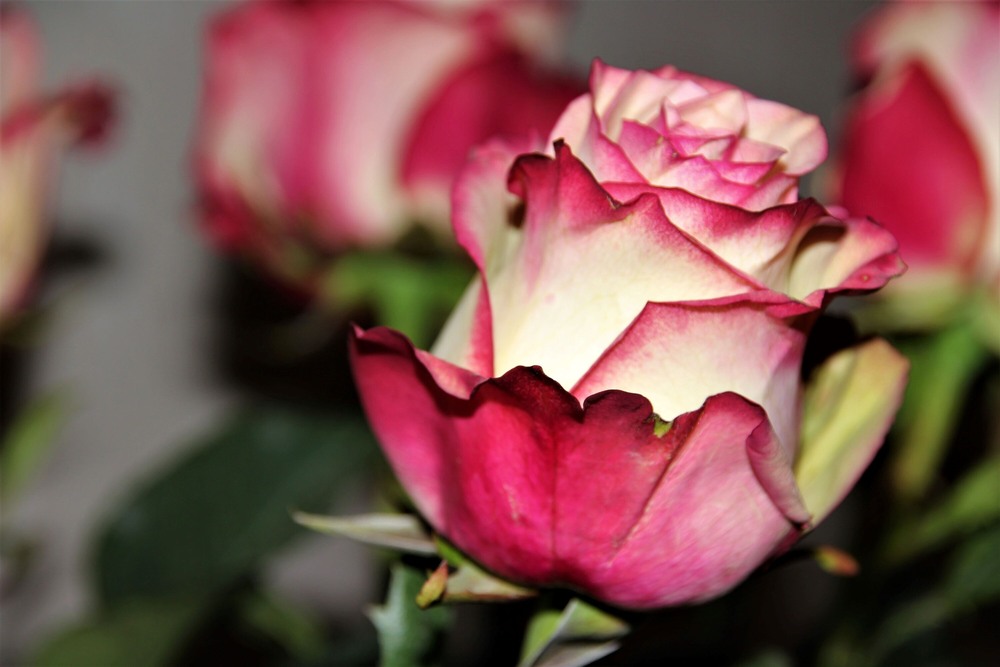 Фотографія Макро / Ruslana Tarasova / photographers.ua