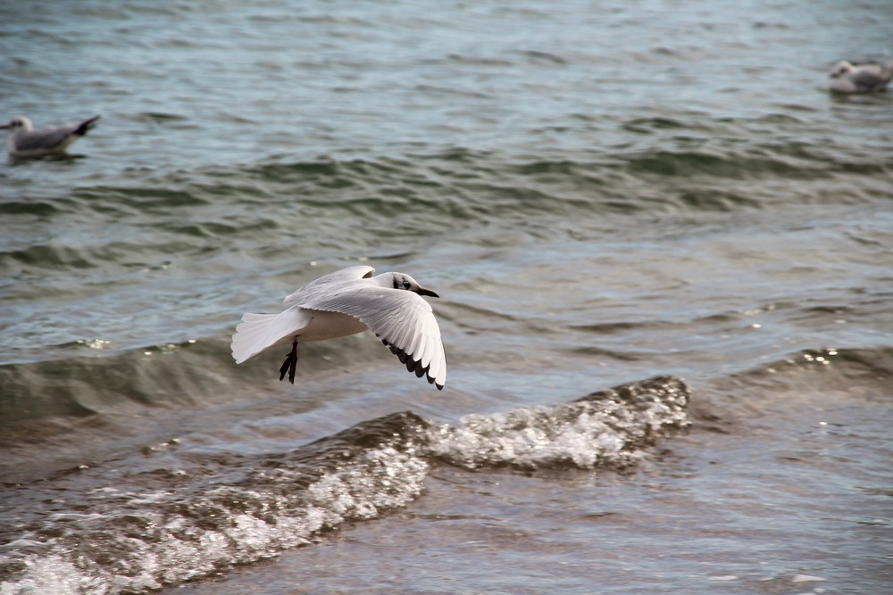 Фотографія Бiля моря / Ruslana Tarasova / photographers.ua