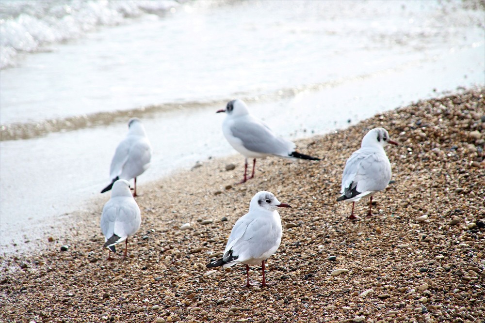 Фотографія Море / Ruslana Tarasova / photographers.ua