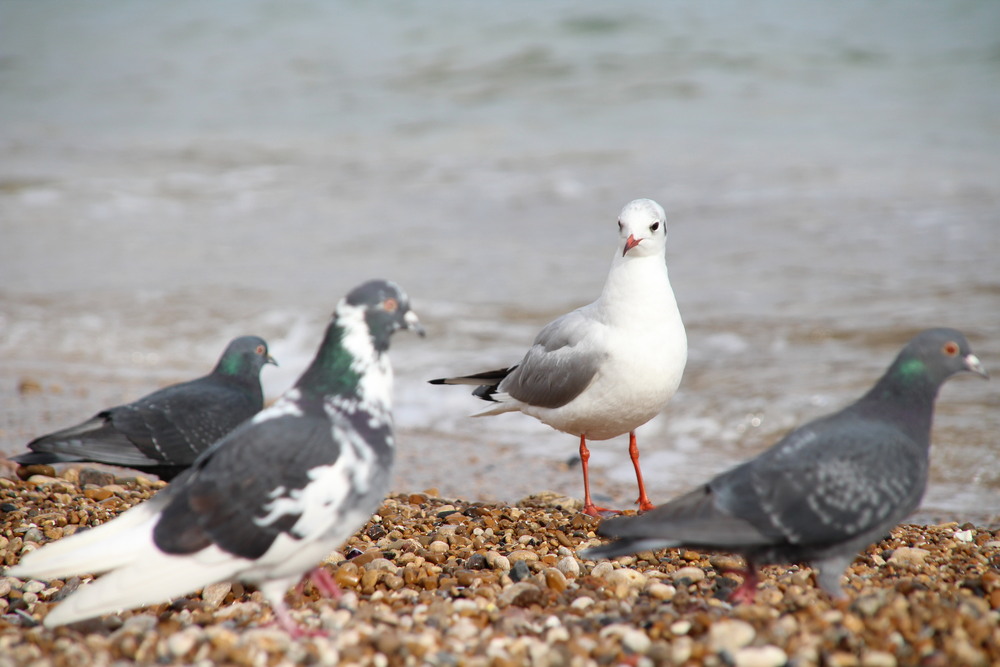 Фотографія На березi... / Ruslana Tarasova / photographers.ua