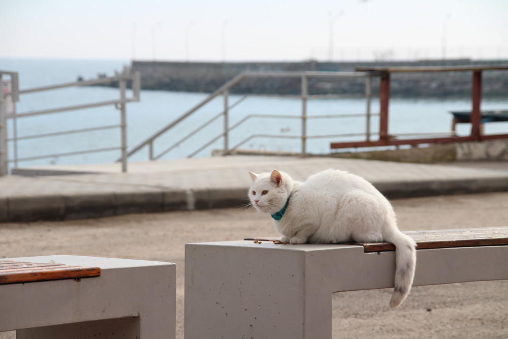 Фотографія Животные / Ruslana Tarasova / photographers.ua