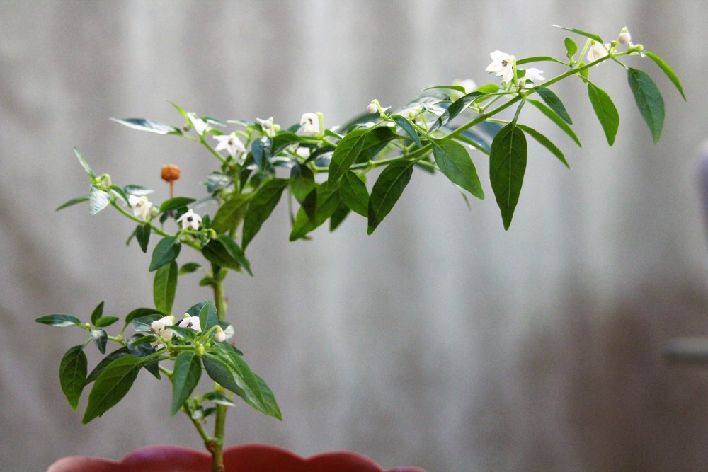 Фотографія Цвiтiння / Ruslana Tarasova / photographers.ua