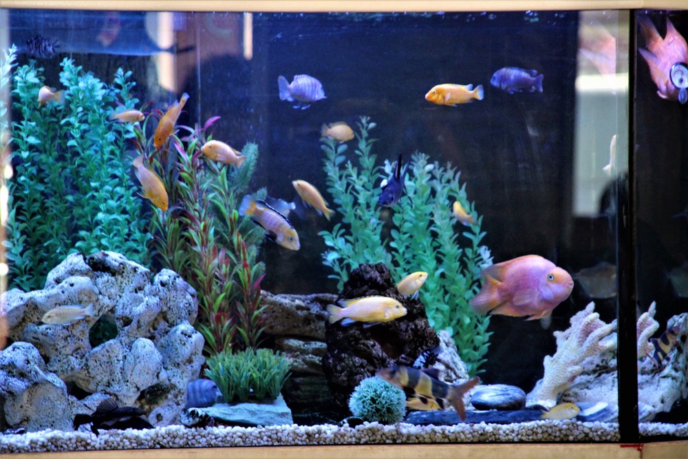 Фотографія Подводный мир / Ruslana Tarasova / photographers.ua