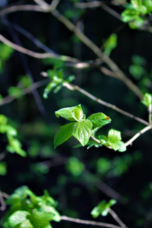 Фотографія Макро / Ruslana Tarasova / photographers.ua