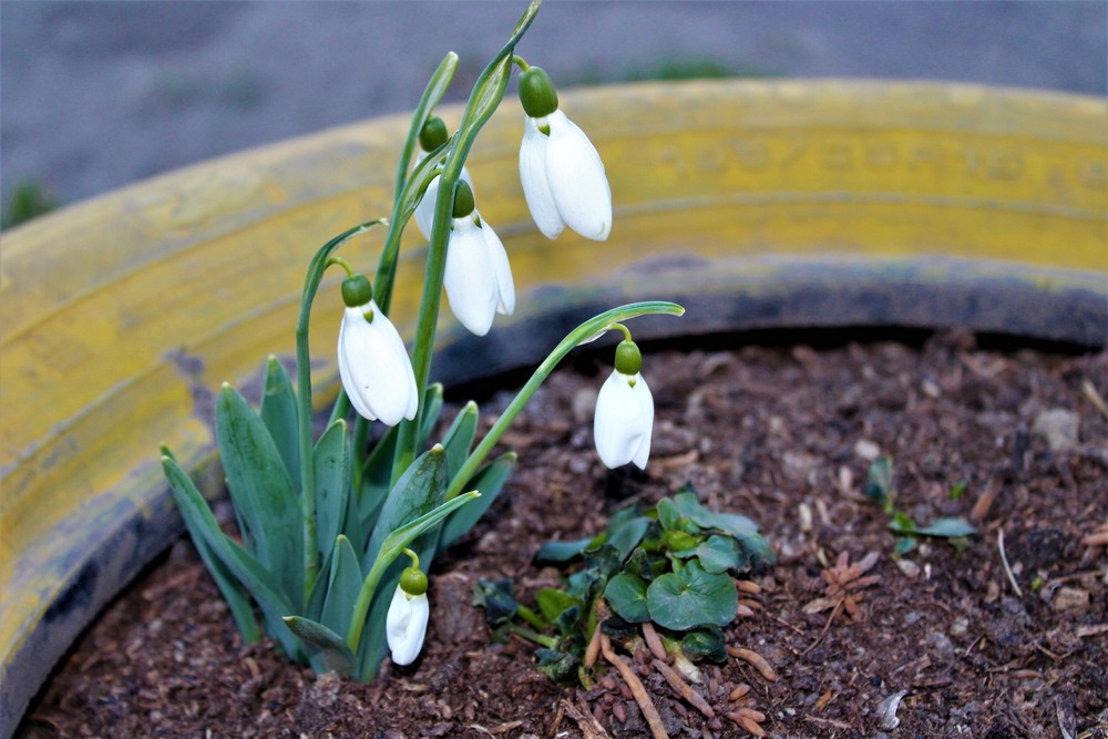 Фотографія Пролiски / Ruslana Tarasova / photographers.ua