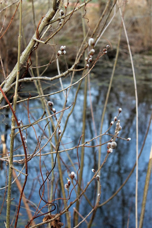 Фотографія Верба / Ruslana Tarasova / photographers.ua