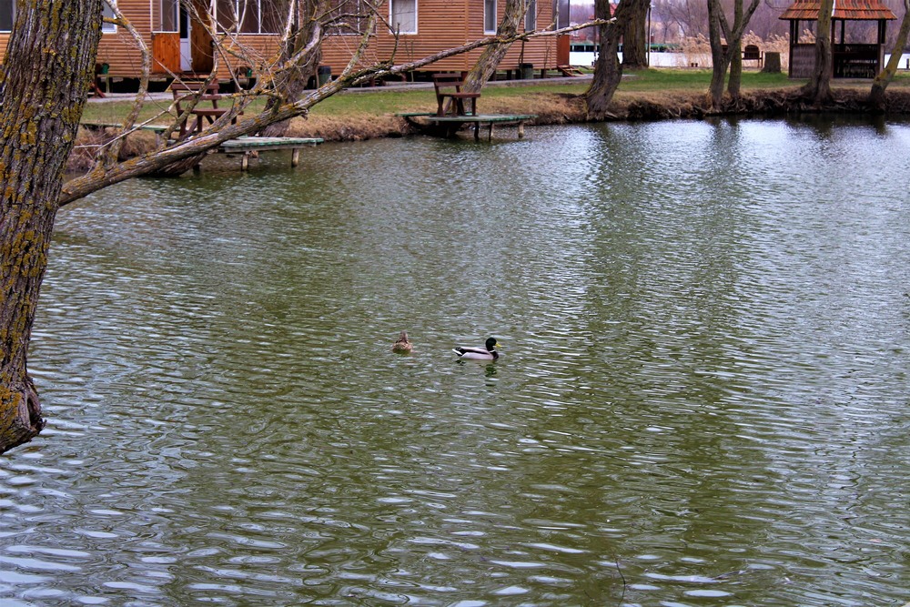 Фотографія Качки / Ruslana Tarasova / photographers.ua