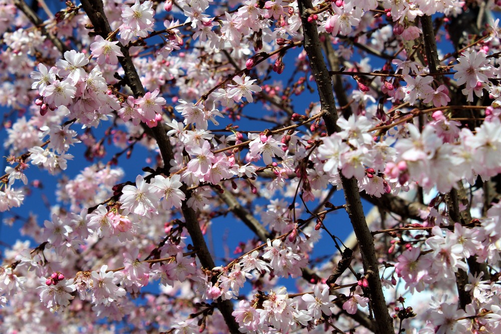 Фотографія Веснянi кольори / Ruslana Tarasova / photographers.ua