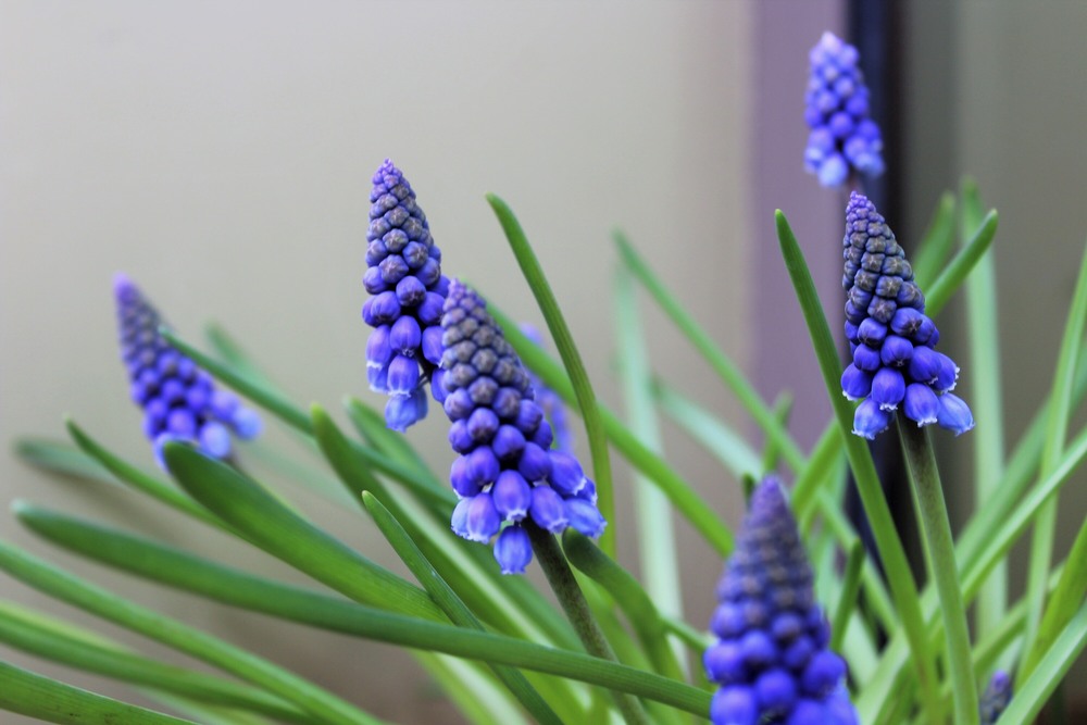 Фотографія Макро / Ruslana Tarasova / photographers.ua