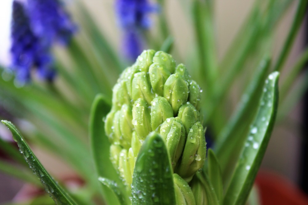 Фотографія Пробудження / Ruslana Tarasova / photographers.ua