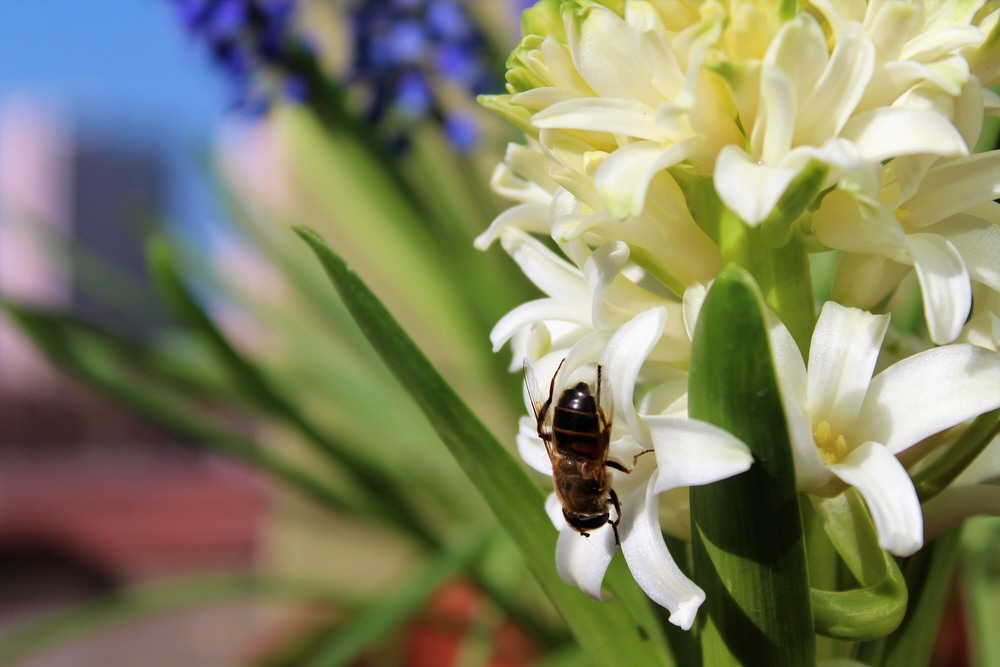 Фотографія Бджола / Ruslana Tarasova / photographers.ua