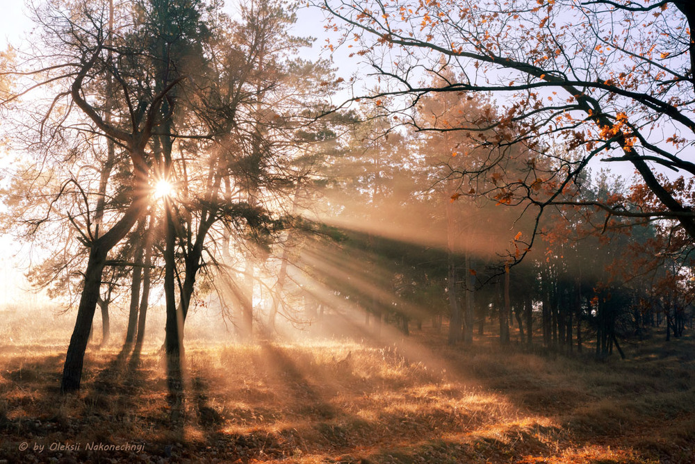 Фотографія Світанок / Oleksii Nakonechnyi / photographers.ua