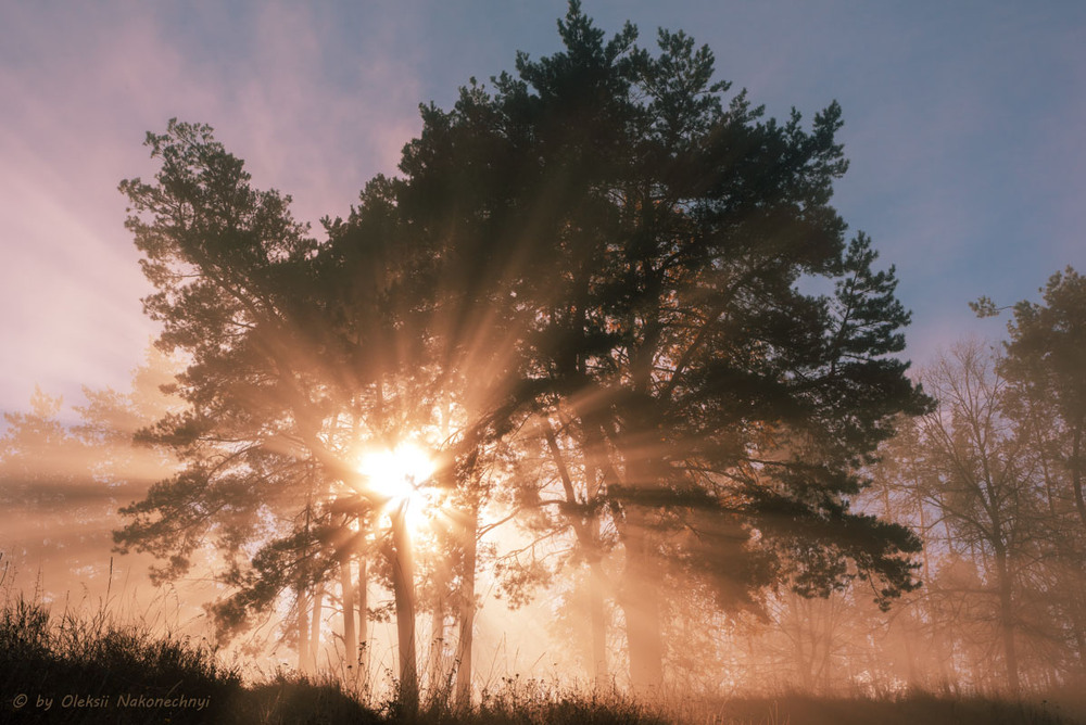 Фотографія Ранковий туман / Oleksii Nakonechnyi / photographers.ua