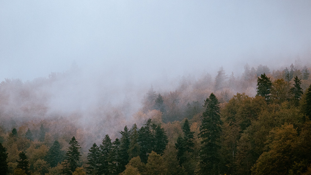 Фотографія Осінній ранок в горах / Ігор Науменко / photographers.ua