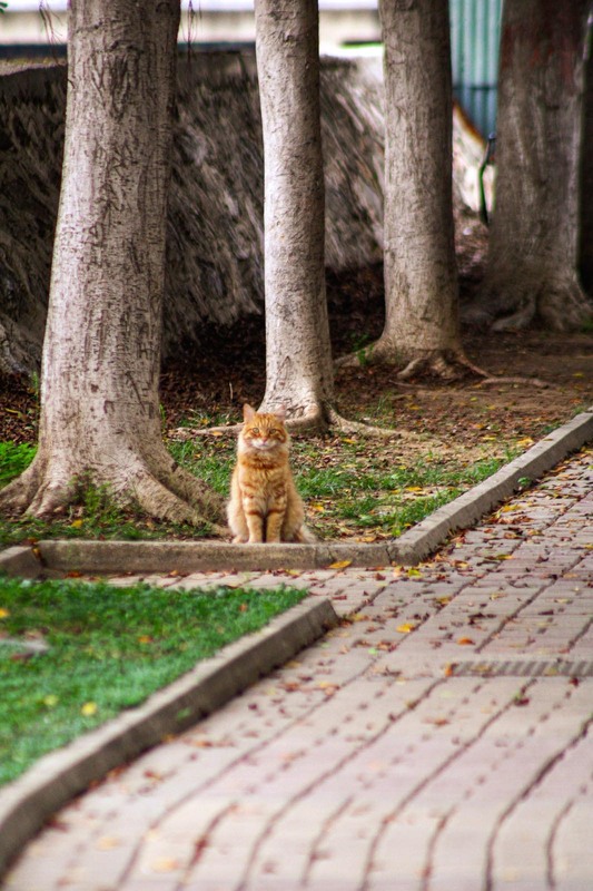 Фотографія Кот Кузя / Jeanna Bordinskykh / photographers.ua