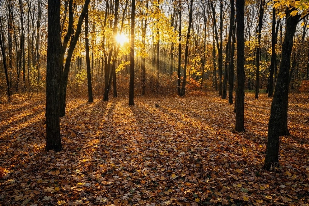 Фотографія Осінній ліс / Vitaliy Hula / photographers.ua