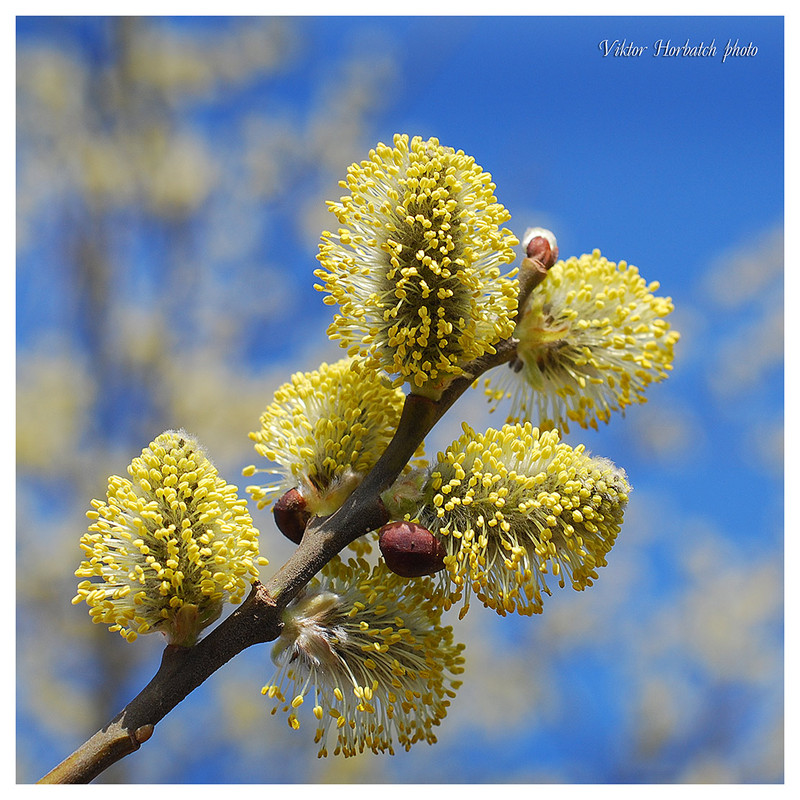 Фотографія І знову зацвітуть поля й луги ... і сонце залоскоче ніжно в носі ... / Viktor Horbatch / photographers.ua