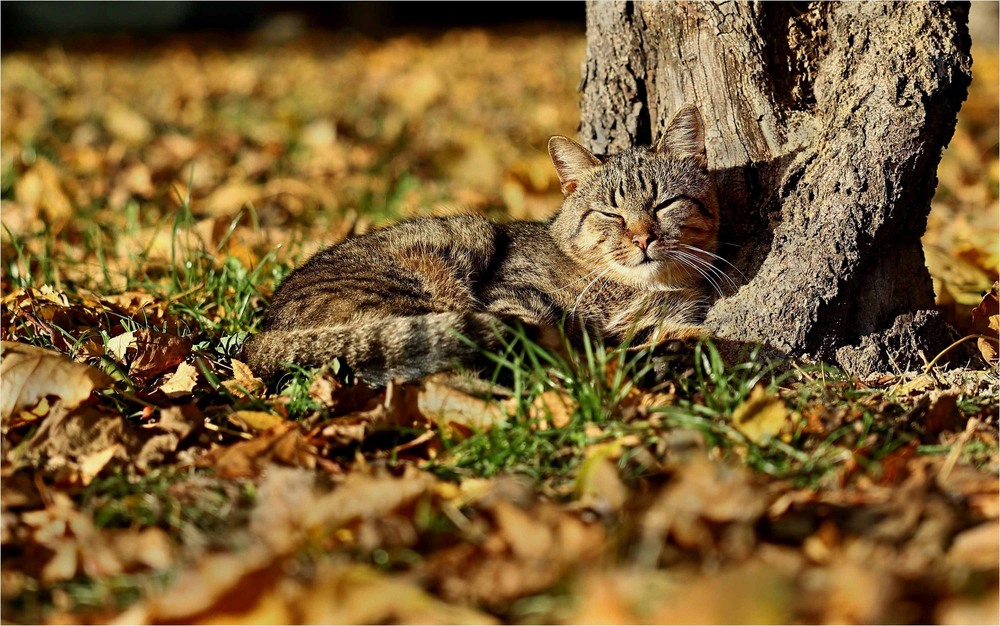 Фотографія Цветная осень: умиротворение. / ANS / photographers.ua