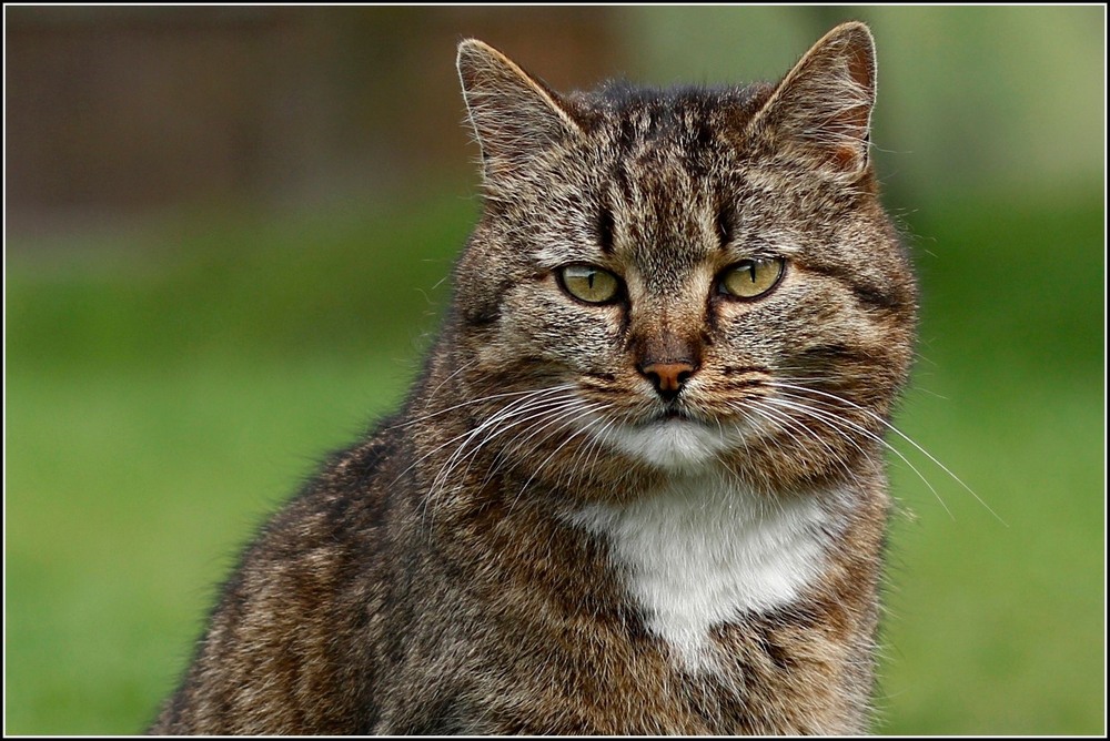 Фотографія Кот Кеша. / ANS / photographers.ua