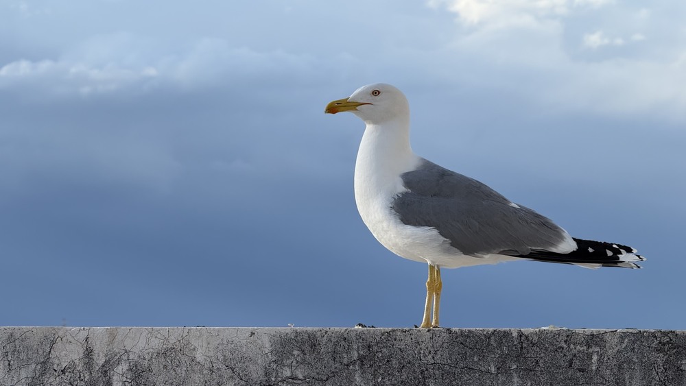 Фотографія Животные / Oleksandr Tarasov / photographers.ua